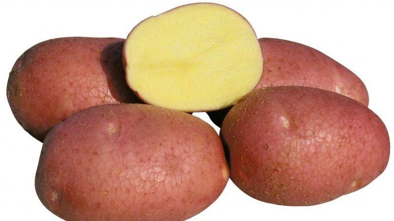 Описание сорта картофеля Пикассо, его характеристика и урожайность