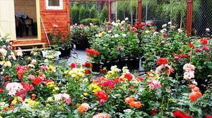 Описание розы сорта кордана, посадка и уход, размножение в домашних условиях