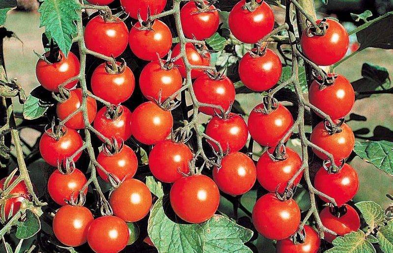 Характеристика и описание сорта томата Клубничный Десерт, его урожайность