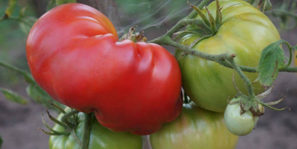 Томат заржавевшее сердце эверетта — описание сорта, урожайность, фото и отзывы садоводов