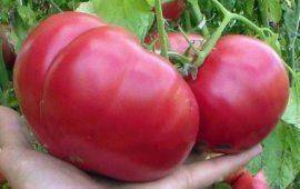 Сибирский томат орлиное сердце