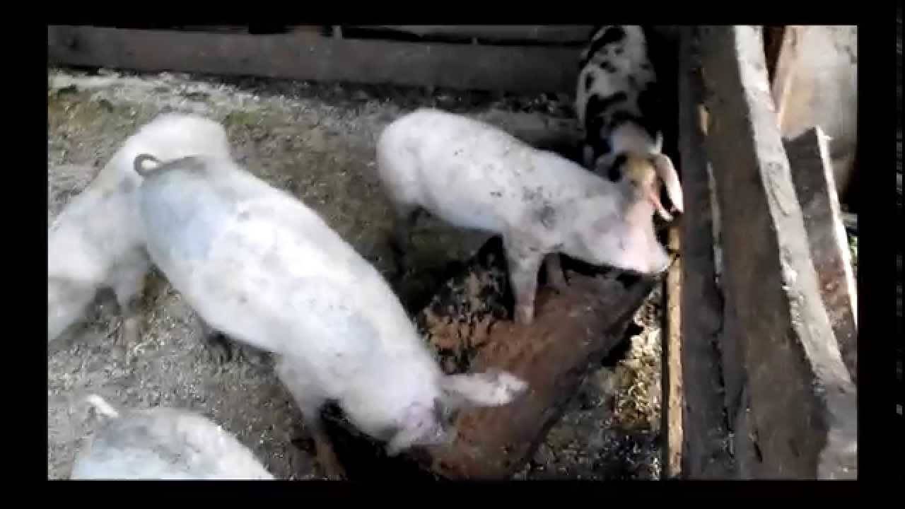 Домашние свиньи: чем кормить поросят, если они плохо растут