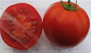 Выращивание томата оля