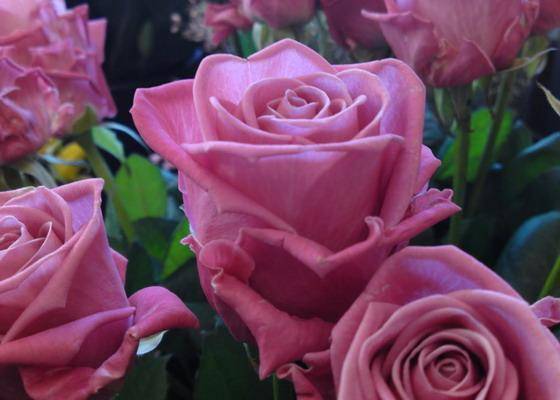 Описание и характеристики роз сорта изи даз ит, тонкости выращивания