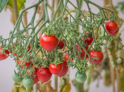 Обзор сорта томатов поцелуй герани (гераниум кисс)