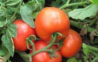 Какие семена томатов выбрать?