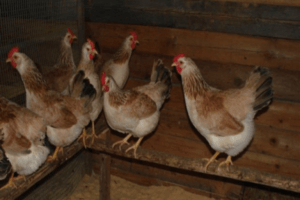 Как выращивать цыплят бройлеров кобб 500 в домашних условиях?