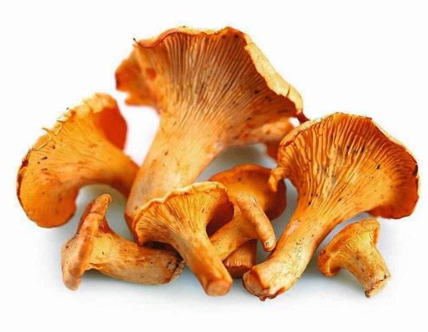 Сушеные грибы лисички: как сушить лисички в домашних условиях