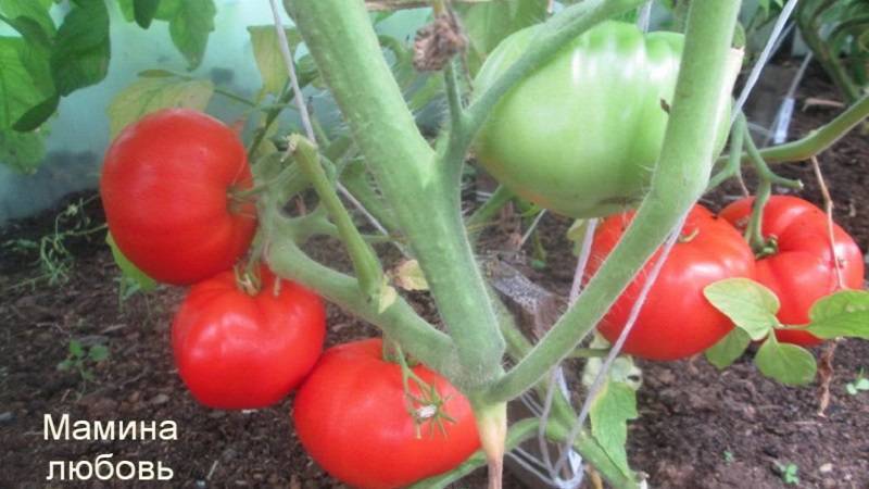 Описание и разновидности сорта томата Тлаколула де Матаморос, его урожайность