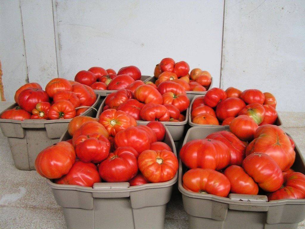 Лучшие и урожайные сорта томатов для Беларуси в теплице и открытом грунте