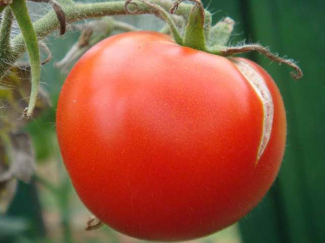 Томат красный уголь: описание и характеристика сорта, урожайность с фото