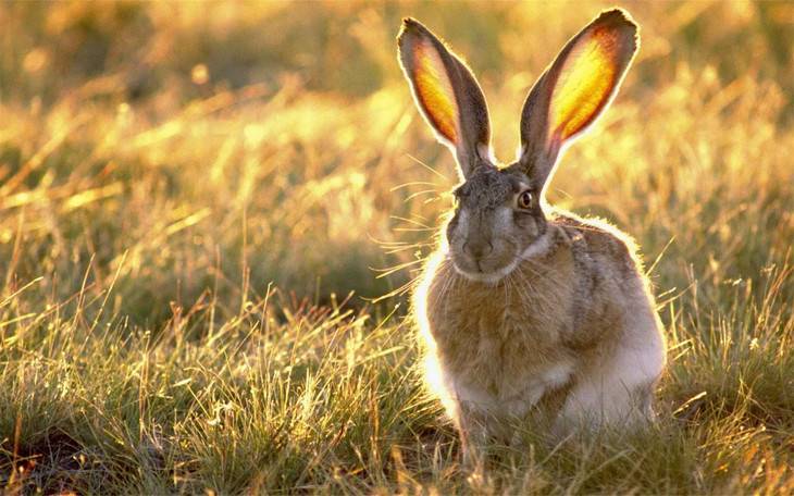 Чем отличается кролик от зайца: сходство и разница. чем отличается дикий кролик от зайца: основные признаки чем отличаются зайцы от кроликов детская энциклопедия