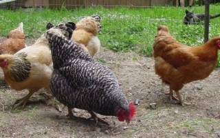 Сорняки для кормления кур и цыплят: какую траву лучше давать птице, нормы кормления и рецепты полезных мешанок