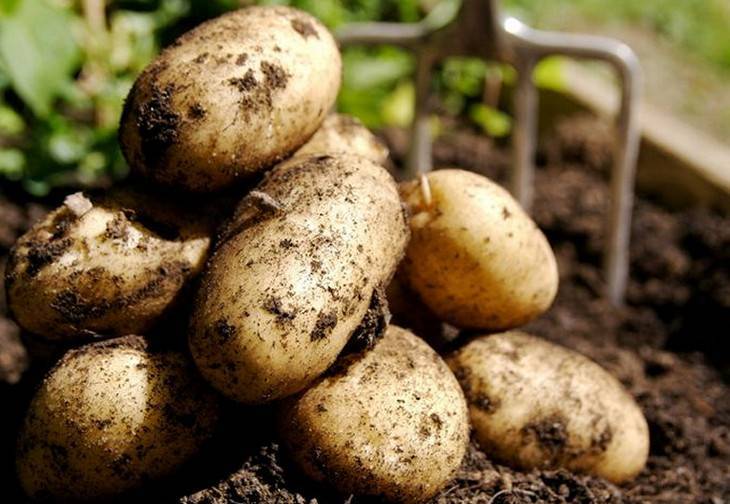 Когда копать картофель, или как определить, что картошка уже созрела