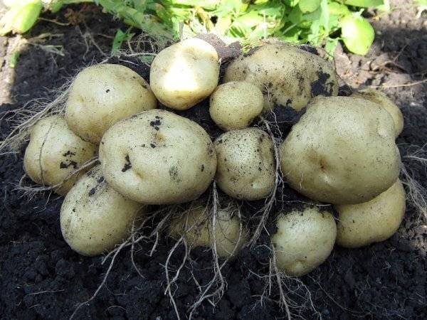 Картофель скарб: описание популярнейшего белорусского сорта и секреты хорошего урожая
