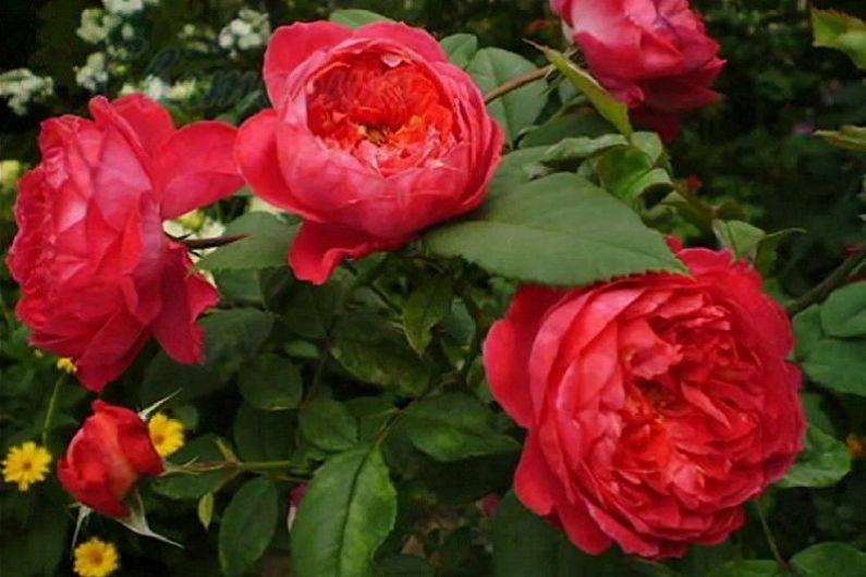 Характеристики и описание розы сорта Абрахам Дерби, выращивание и уход