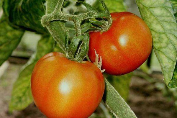 Необычный томат с сочной мякотью и отличными вкусовыми качествами – «корнабель f1»