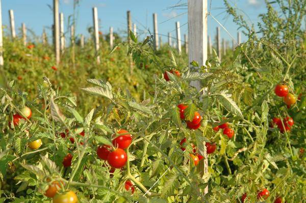 Самые лучшие сорта томатов для теплицы из поликарбоната, обзор их характеристик