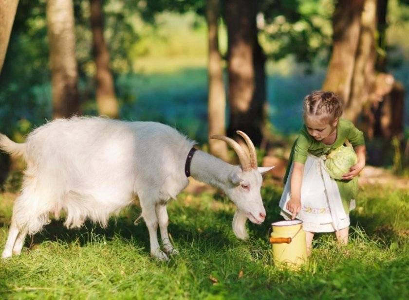Сколько молока дает коза в сутки и от чего это зависит?