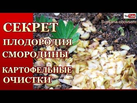 Правила подкормки смородины картофельными очистками