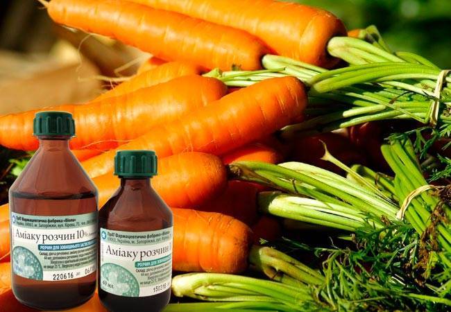 Как подкармливать морковь нашатырным спиртом и можно ли