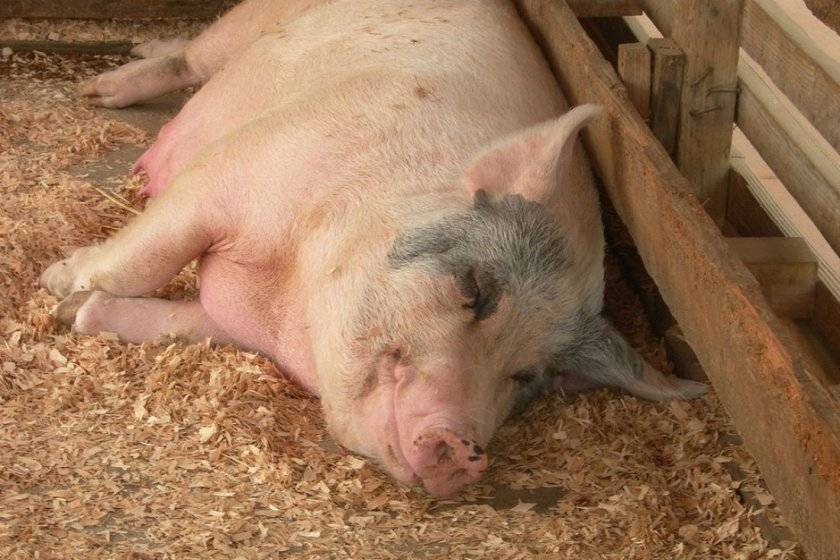Что делать, если свинья не встает на ноги, причины проблемы и методы лечения
