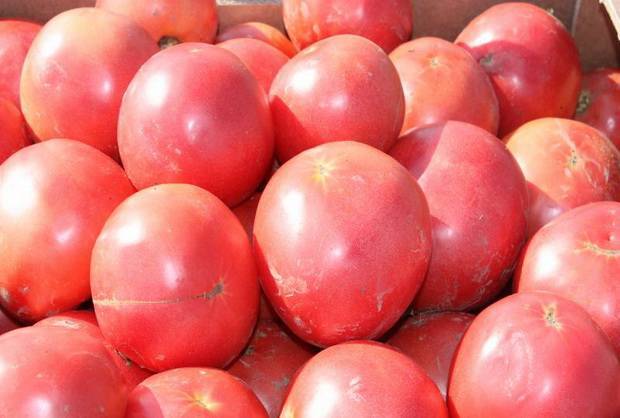 Выращивание с описанием и характеристиками сорта томата тарпан