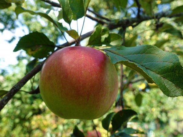 Описание и характеристики плодоношения сорта яблонь Уэлси, выращивание и уход