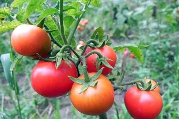 Характеристика и описание сорта томата Мечта огородника, его урожайность