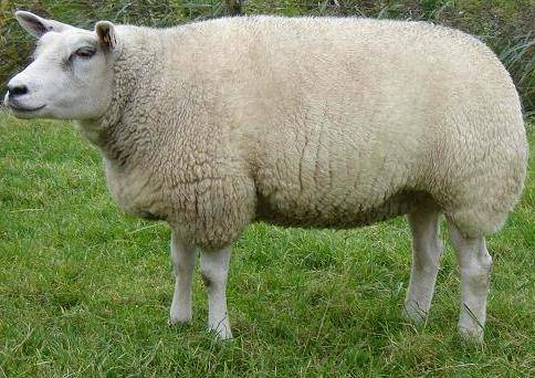 Овцы мясных пород: описание и характеристики продуктивности
