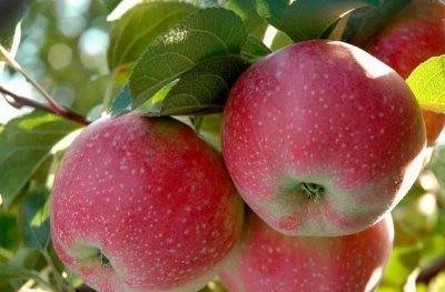 Яблоня лобо описание сорта и фото