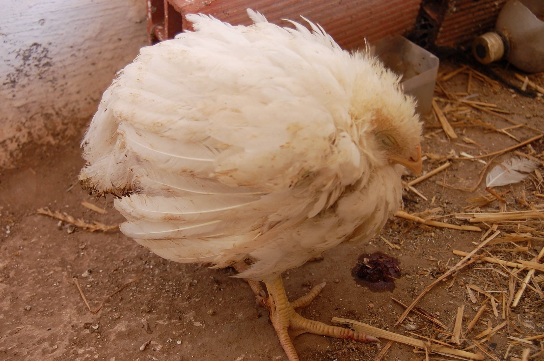 Что такое кокцидиоз у кур и цыплят? пути заражения, особенности лечения и профилактики
