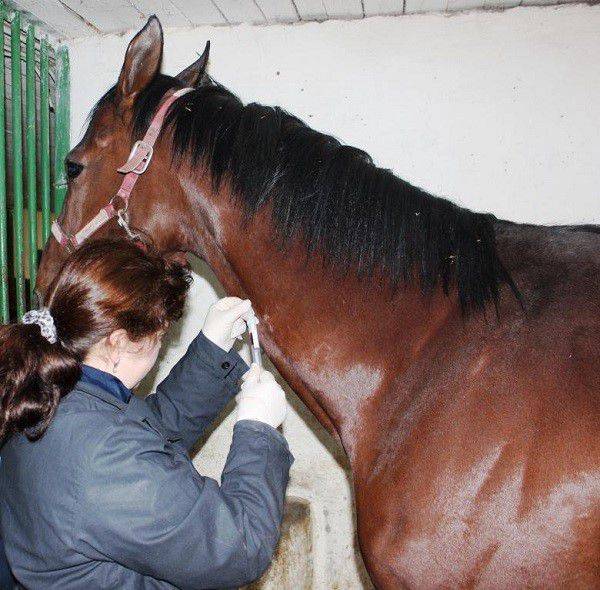 Болезни лошадей: основные симптомы, профилактика и лечение основных инфекционных заболеваний (110 фото)