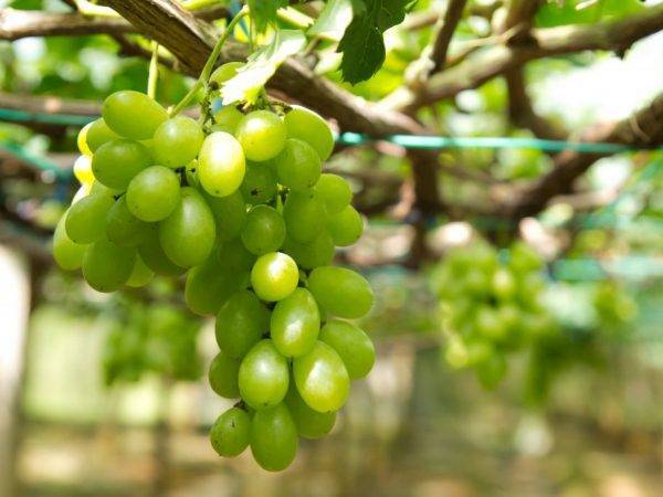 Виноград и любительское виноградарство