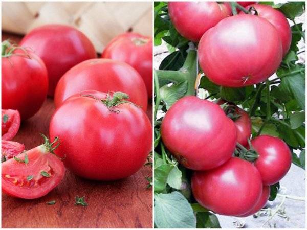 Характеристика и описание сорта томата Красная гвардия, его урожайность
