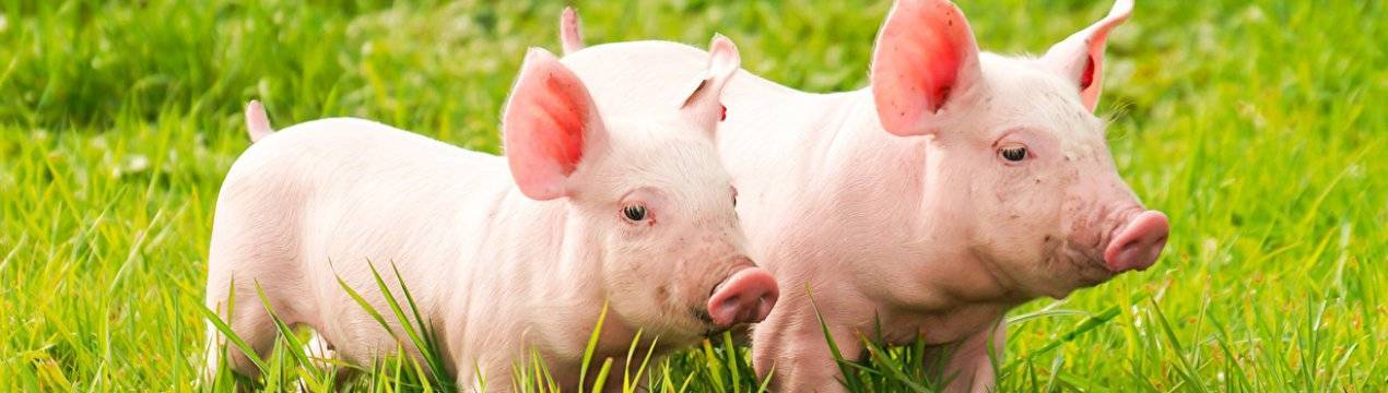Низкая температура у свиней симптомы и лечение