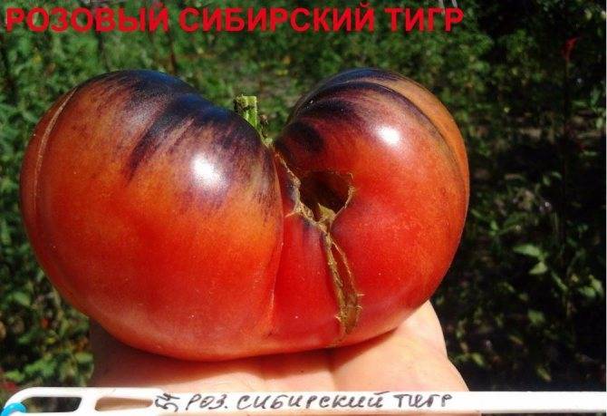 Характеристика и описание сорта помидоров сибирская тройка