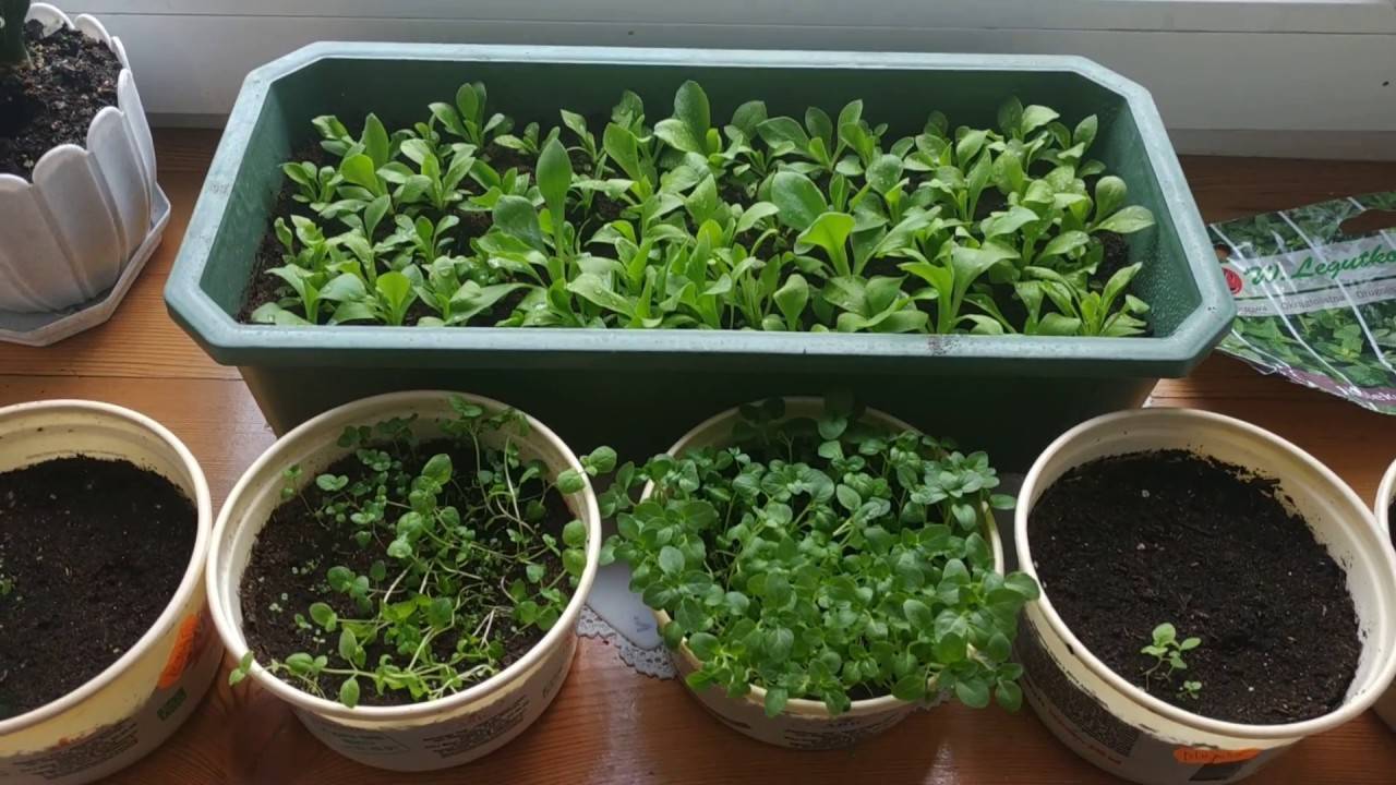 Как вырастить мяту дома на подоконнике в квартире из семян