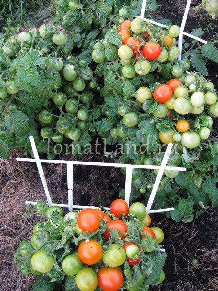Фирменный гибрид с вкуснейшими плодами черри — томат новатто f1: описание сорта