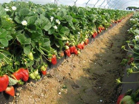Голландская технология выращивания клубники для начинающих