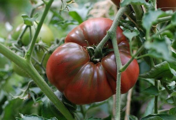 Томат черный принц: отзывы, фото, описание сорта оригинальных помидоров