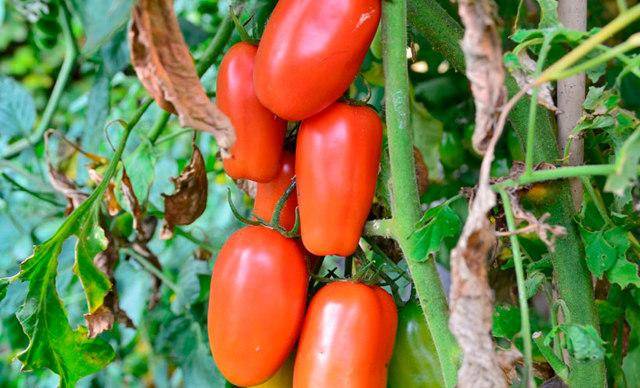 Помидорный сорт японская кисть: детальное описание урожайного томата и особенности его агротехники