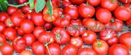 Когда сажать помидоры на рассаду в 2020 в домашних условиях