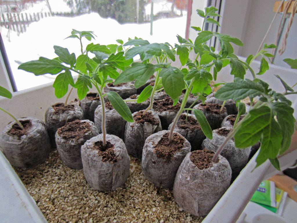 Как правильно сажать и выращивать рассаду помидор в торфяных горшочках?