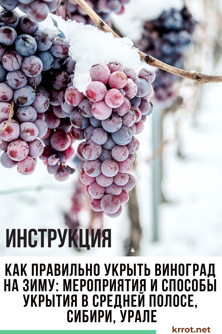 Укрытие винограда на зиму