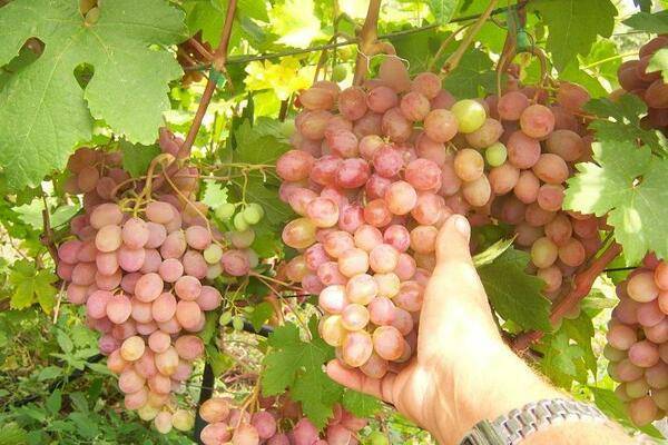 Описание и характеристики сорта винограда атаман, история и правила выращивания