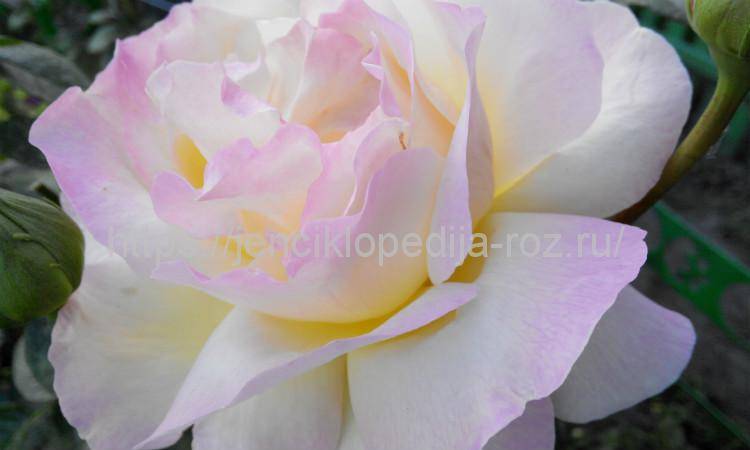 Шикарная красавица – роза грандифлора. сорта, отличия от других видов, советы по выращиванию и использованию