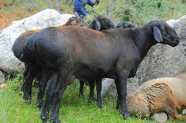 Самая крупная овца в мире – гиссарская