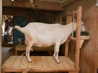 Как сделать своими руками кормушку для коз под сено и для иной еды? материалы, схемы, чертежи, фото