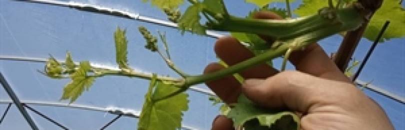 Как вырастить виноград в теплице?
